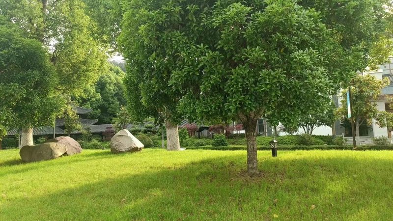 屋顶花园，绿意盎然：上海景观设计公司排名解析**