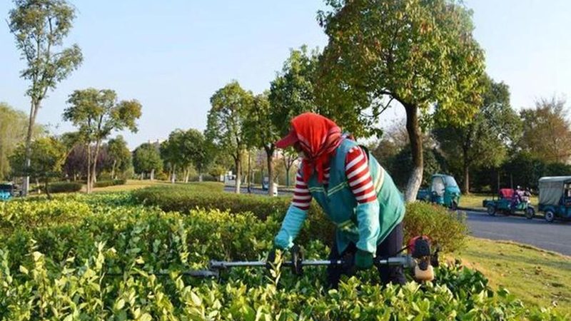 立体绿化养护工人培训：提升技能，守护城市绿肺**